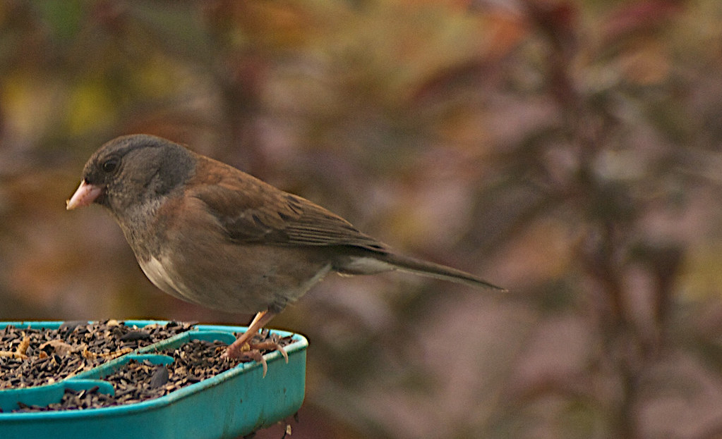 What It Means When Dark-Eyed Juncos Suddenly Appear Under Your Feeder in Early Winter