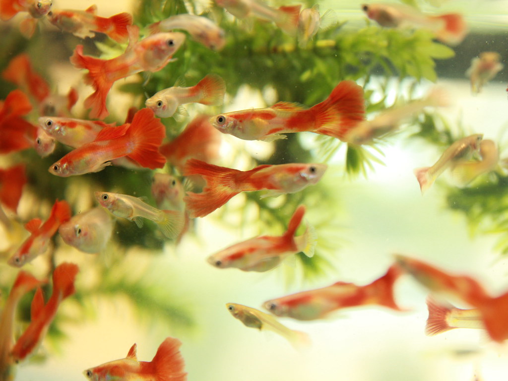 Animal Cognition Says Guppies Can Estimate Which Shoal Is Larger Before Choosing Safety in Numbers