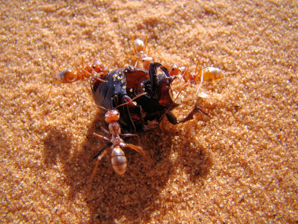 Animal Science Says Saharan Silver Ants Use Reflective Hairs to Survive Ground Temperatures Near Their Limits