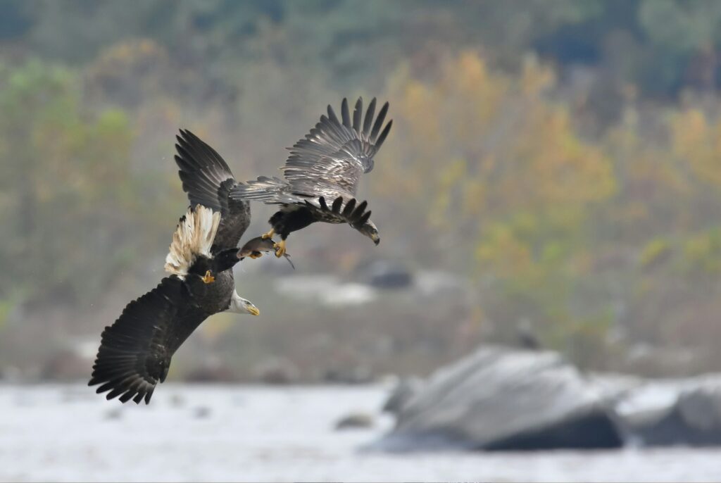 8 Raptors That Steal Prey From Other Hunters Instead of Catching Every Meal Themselves