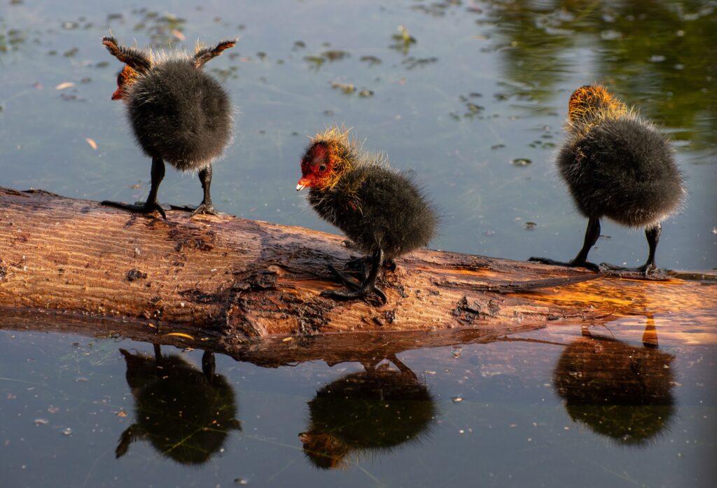 9 Birds Whose Chicks Leave the Nest Before They Can Fly