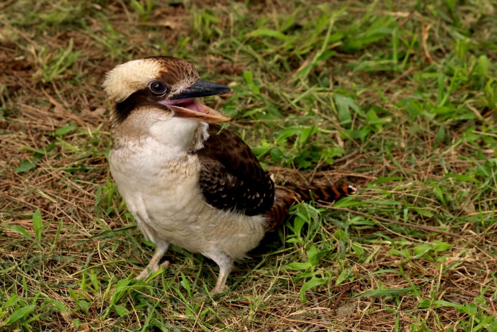 Animal Cognition Says Young Kookaburras Practice Family Calls Before They Can Fully Join the Chorus