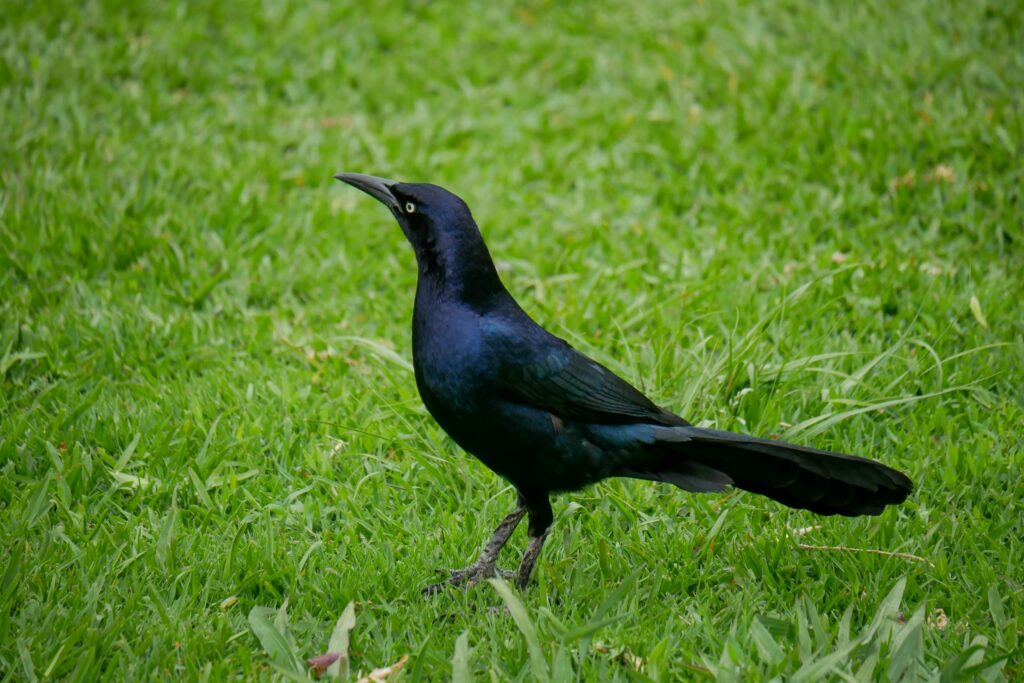 What It Means When Grackles Point Their Bills Straight Up While Standing Together