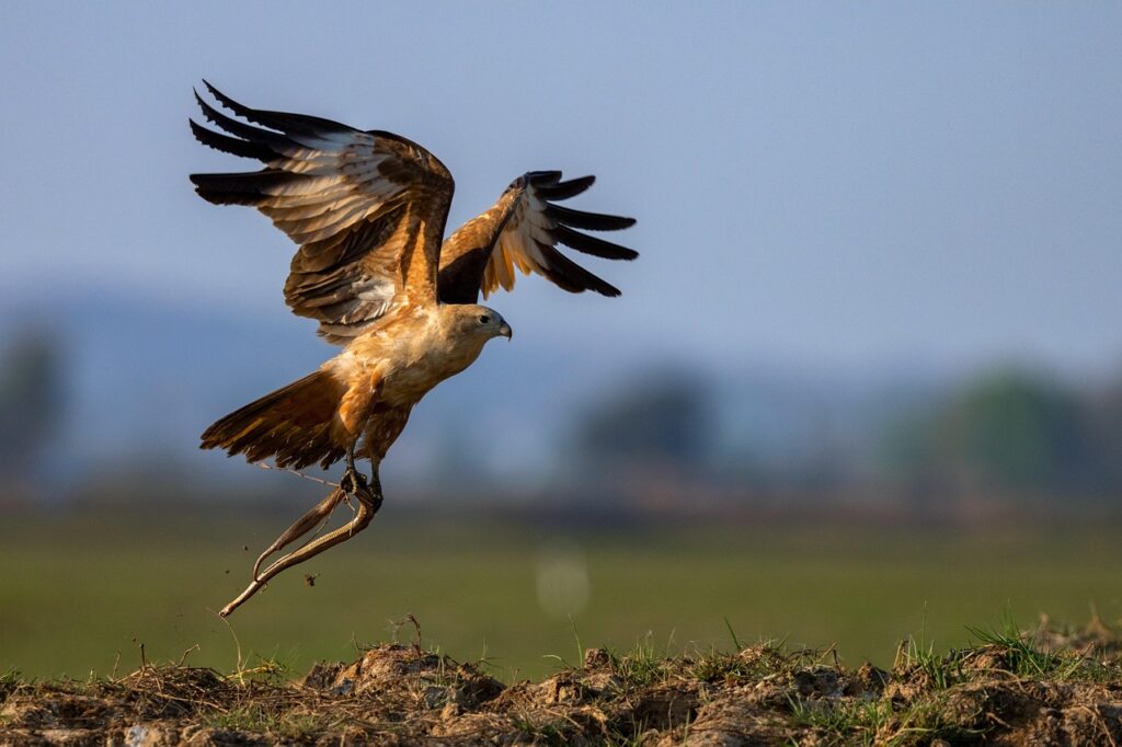 7 Birds of Prey That Specialize in Hunting Snakes