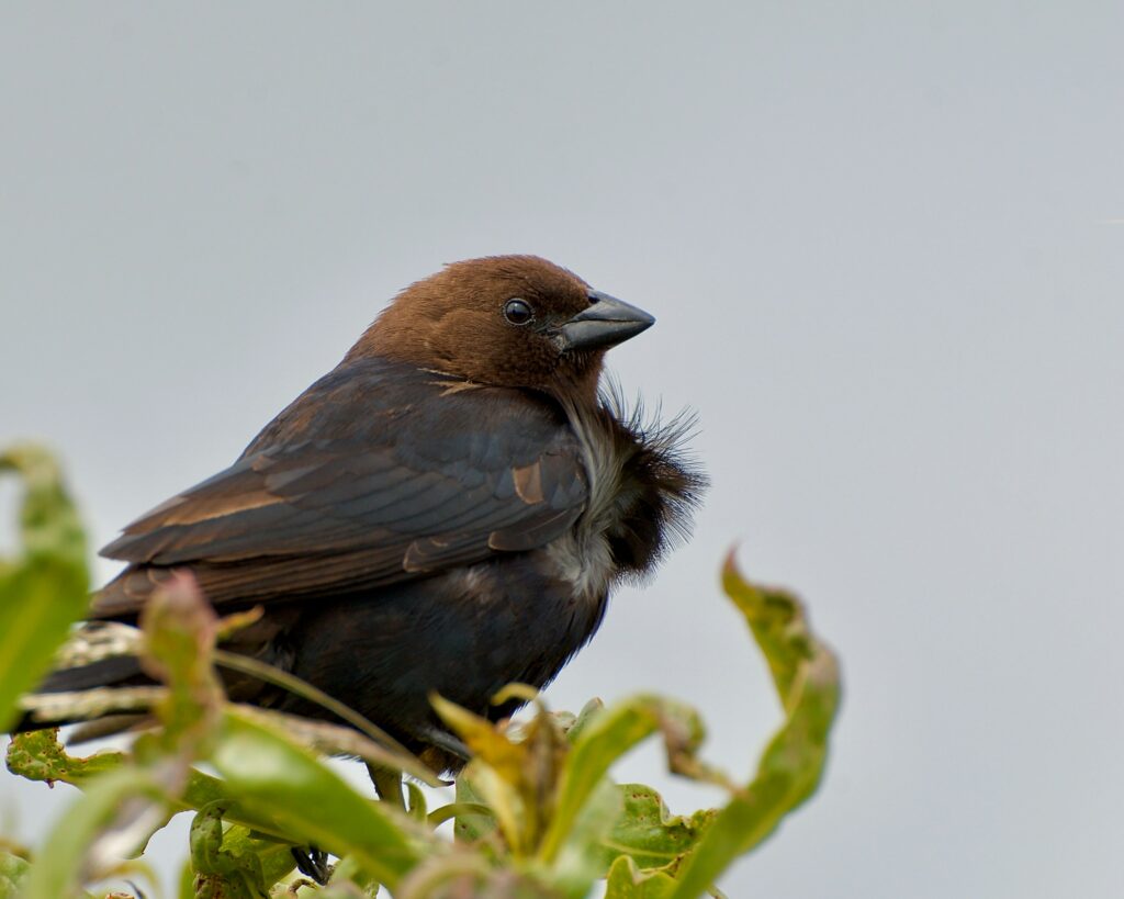 What It Means When a Brown-Headed Cowbird Watches Another Bird's Nest From Nearby