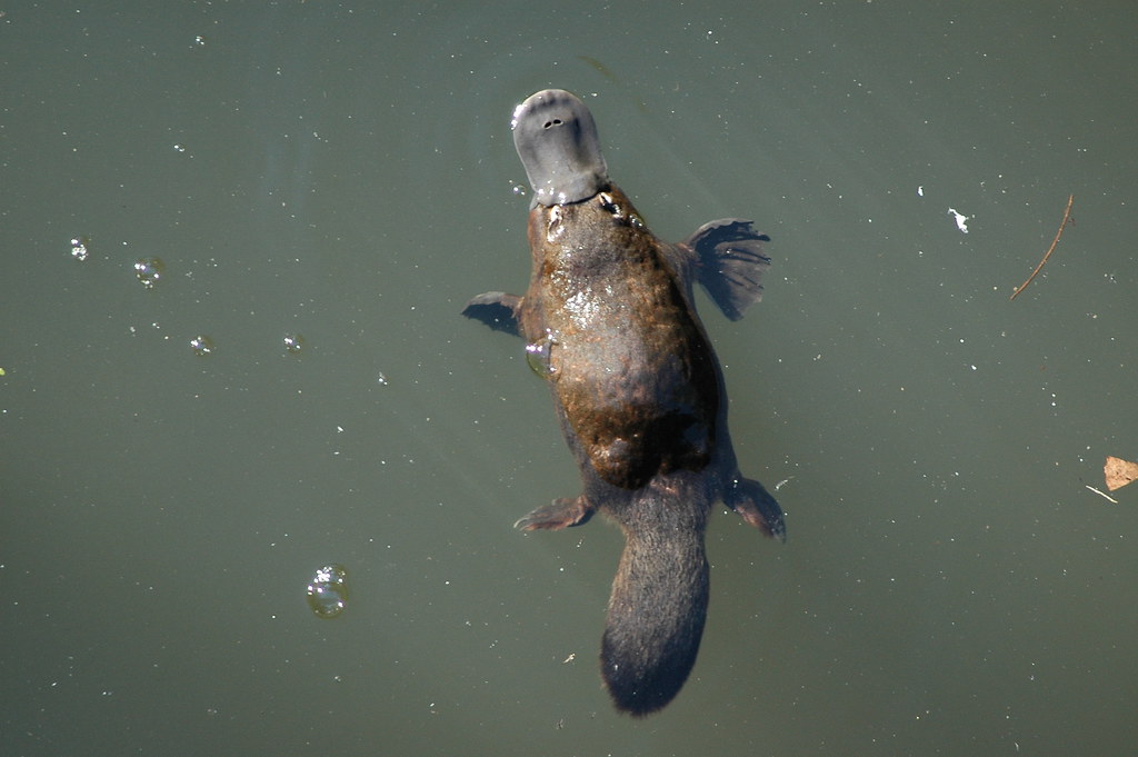 Animal Science Says Platypuses Hunt With Their Eyes, Ears, and Nostrils Closed by Reading Electrical Signals