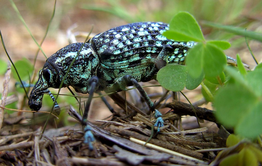 13 Animals Whose Colour Comes From Structure Rather Than Pigment