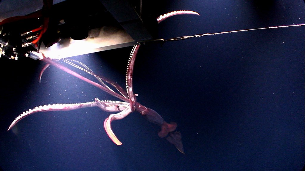 12 Deep Sea Animals That Were Filmed Alive Only After Decades of Trying