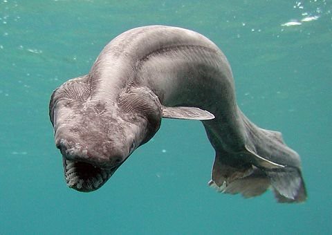 14 Animals Known From Corpses Long Before Anybody Saw One Alive