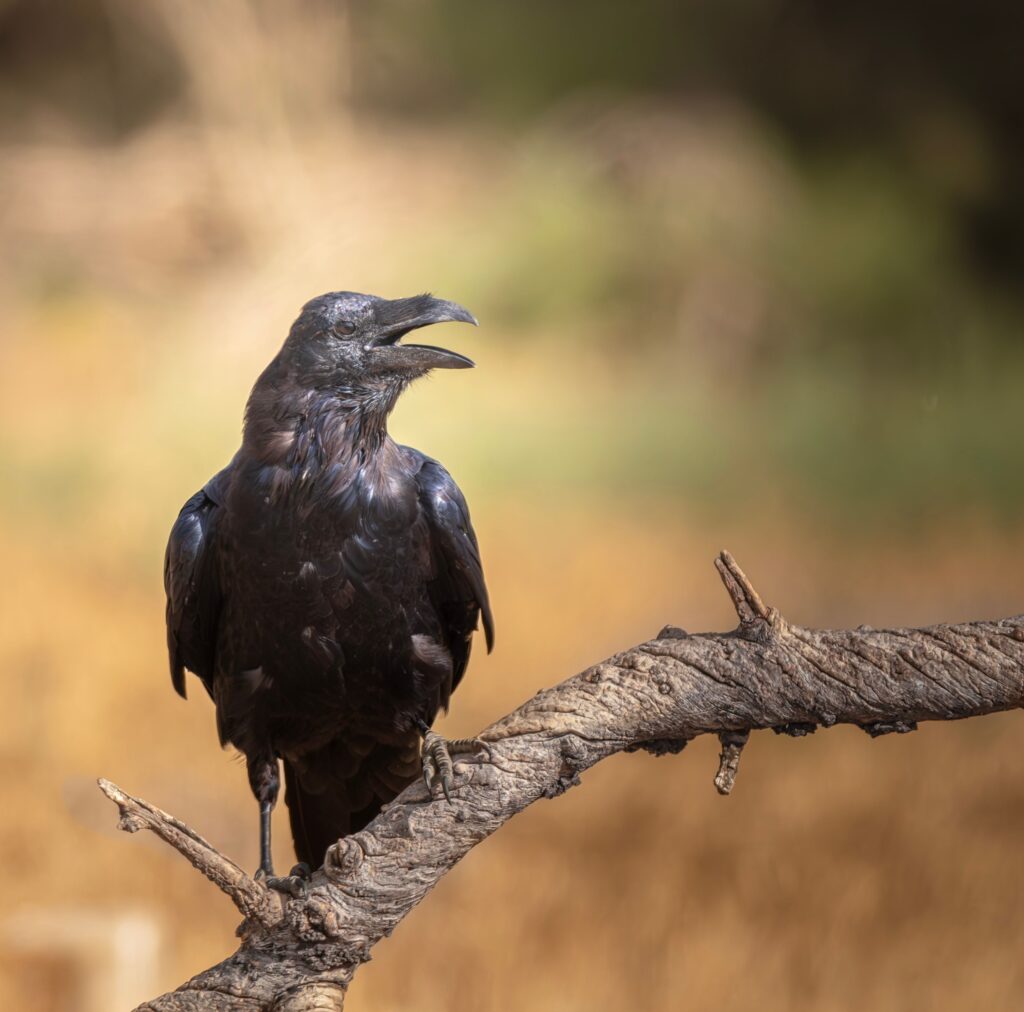 14 Things Corvids Do That Were Dismissed as Anecdote for Decades