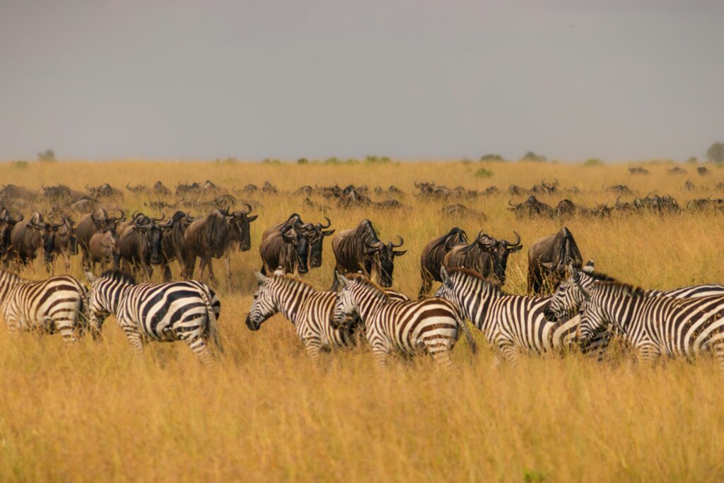 13 Animal Migrations That Cover Distances Nobody Expected