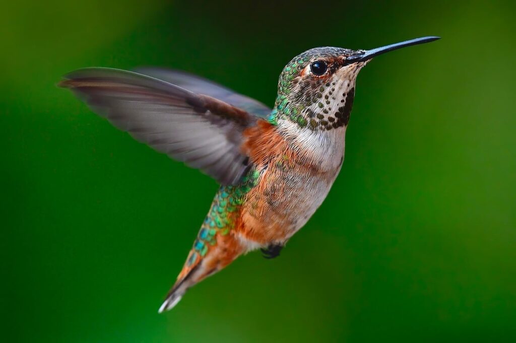 12 Hummingbird Abilities That Engineers Have Not Managed to Copy