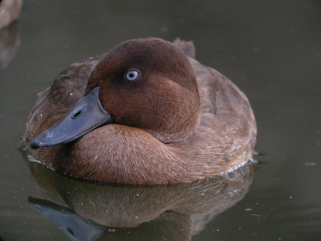 12 Species Rediscovered Decades After Being Written Off Entirely