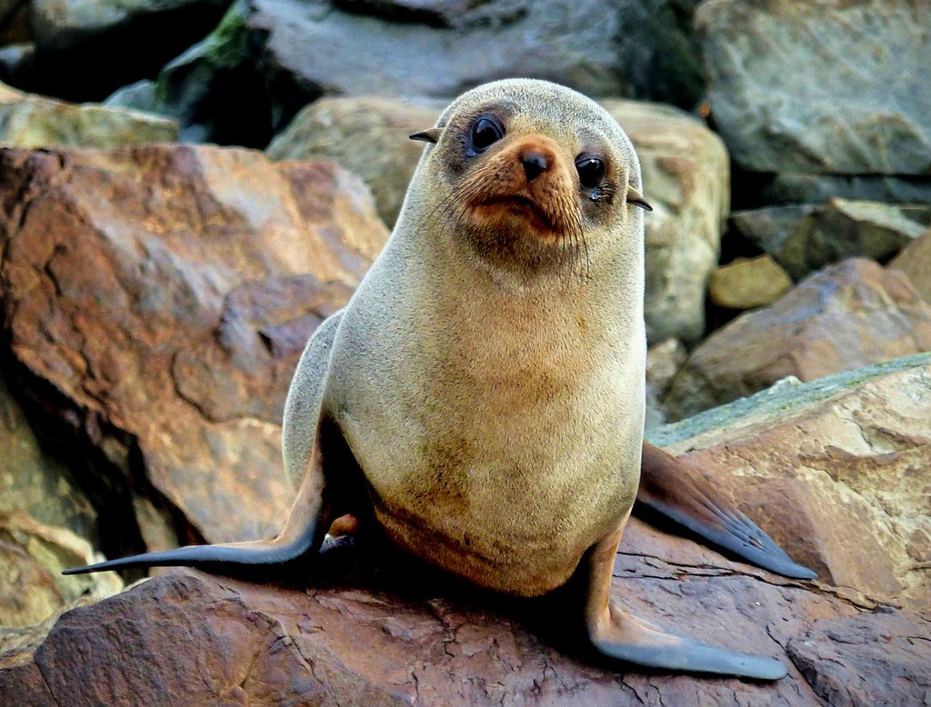 13 Species That Were Ordinary Within Living Memory and Are Now Gone