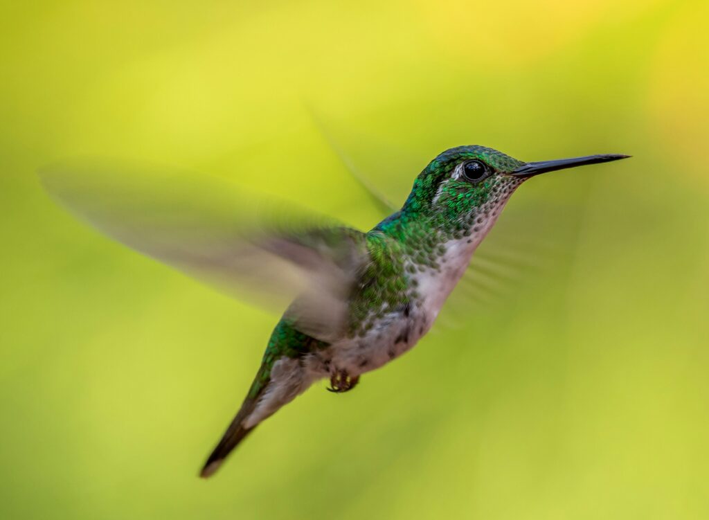 13 Things High Speed Cameras Revealed About How Hummingbirds Fly