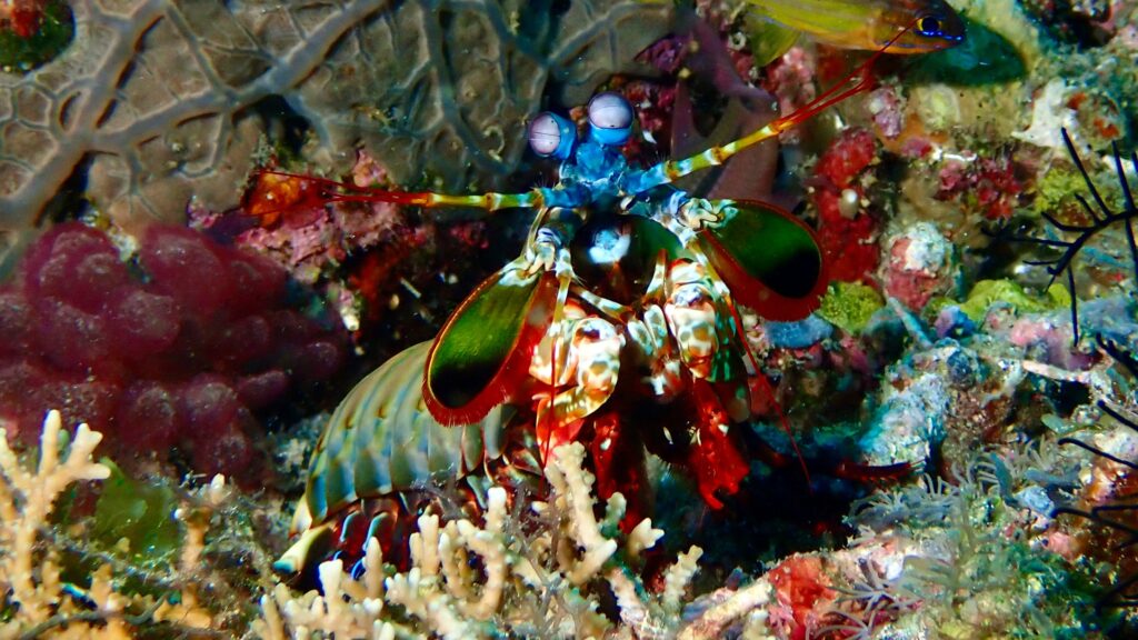 Animal Science Says Mantis Shrimp See Polarized Light Humans Cannot Detect