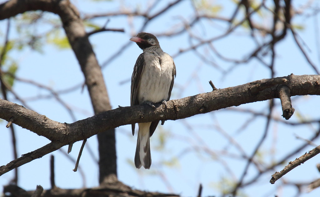 Animal Cognition Says Wild Honeyguides Respond to Distinct Human Calls Used to Recruit Them for Cooperative Foraging