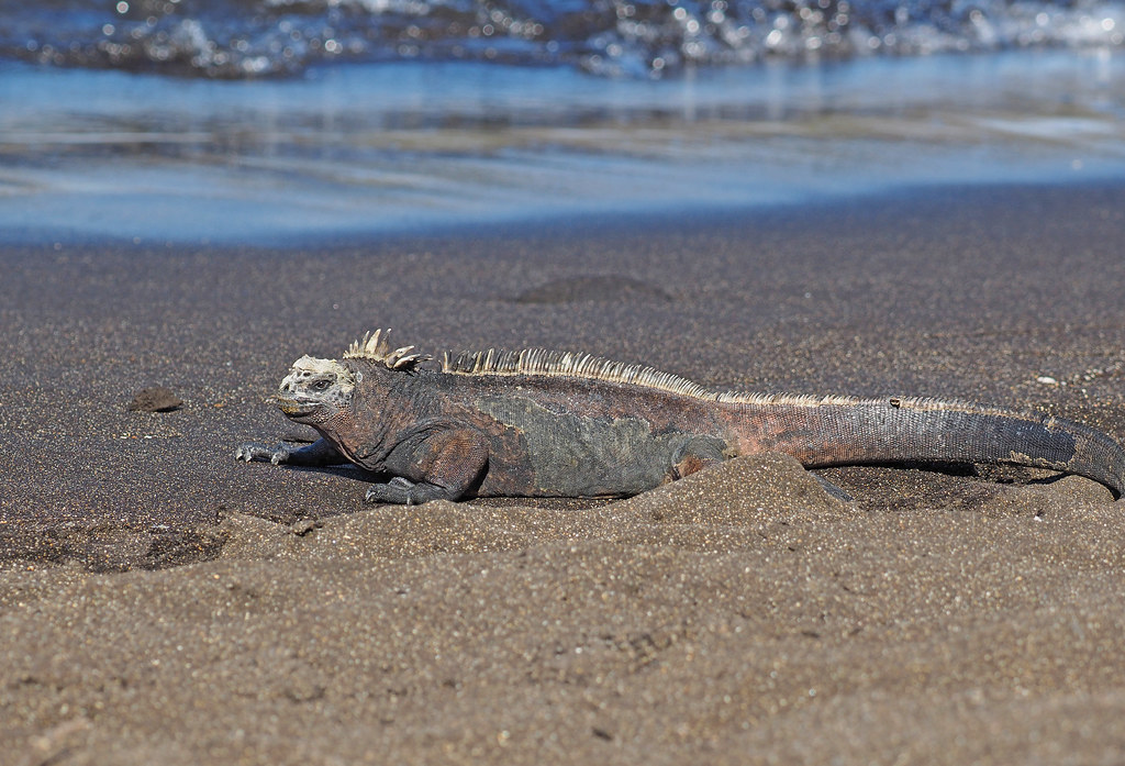 Animal Science Says Marine Iguanas Shrink Their Skeletons During Hard Times and Grow Again When Food Returns