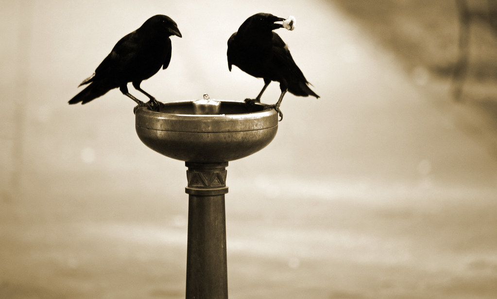 10 Crow Behaviors That Are So Intelligent Scientists Are Still Studying Them