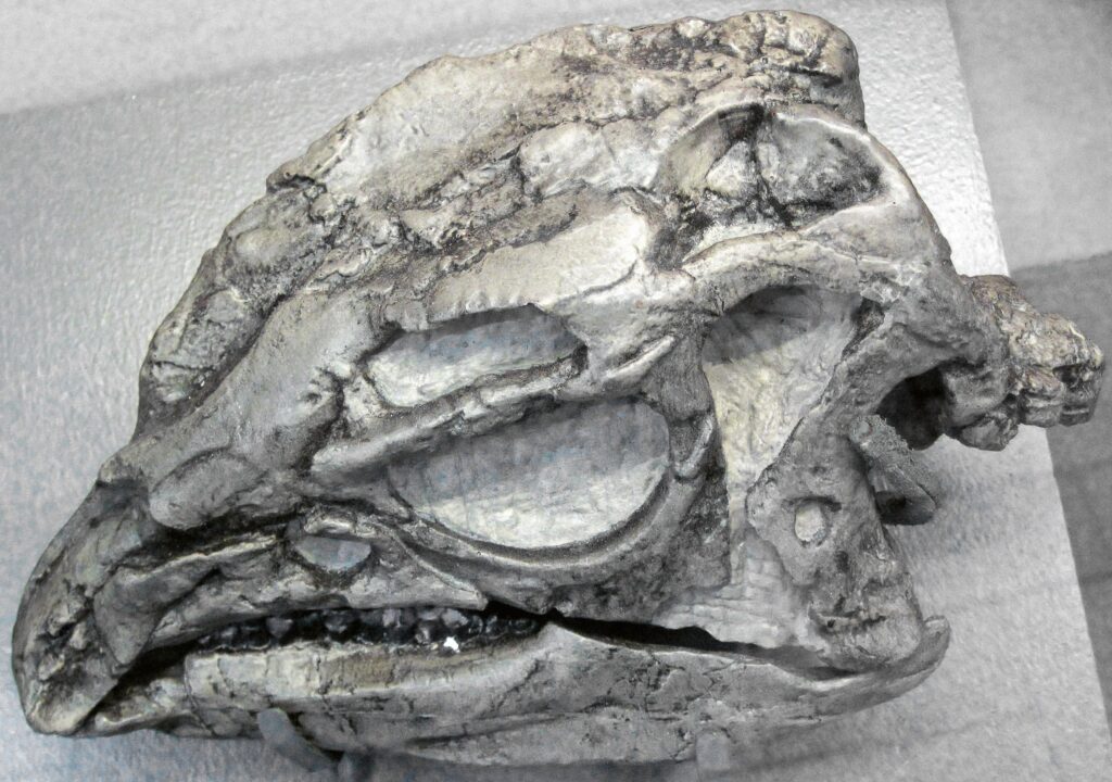 10 Forgotten Discoveries Hidden in Museum Collections for Decades