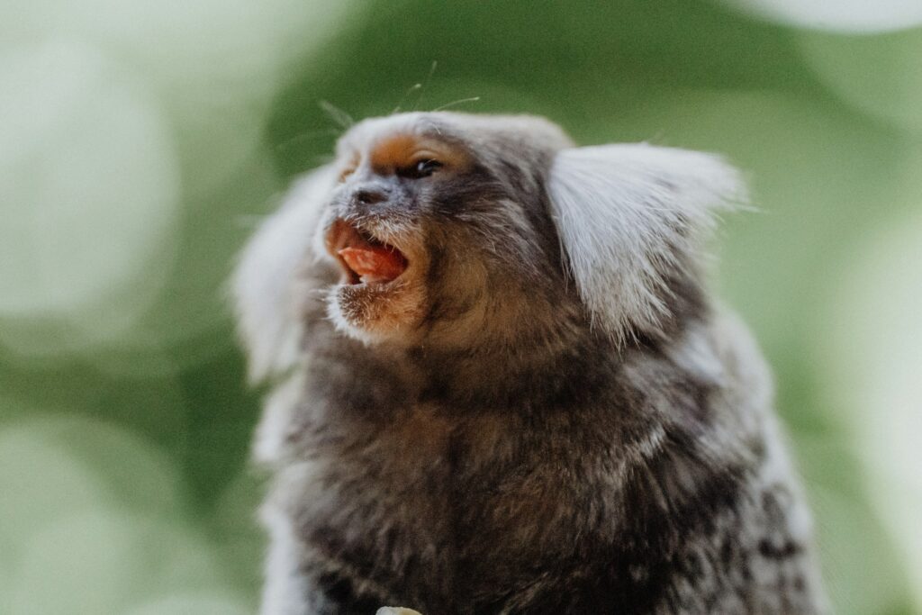 Animal Cognition Says Marmosets Take Turns in Vocal Conversations Instead of Calling Over One Another