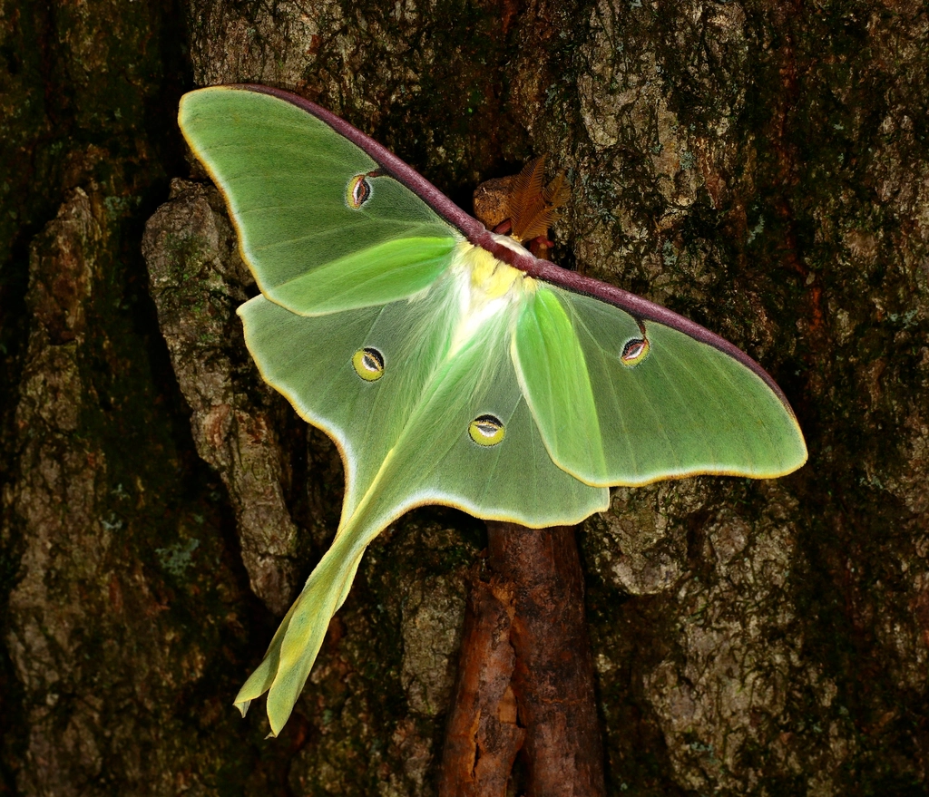 What It Means When a Huge Green Luna Moth Appears at Your Porch Light