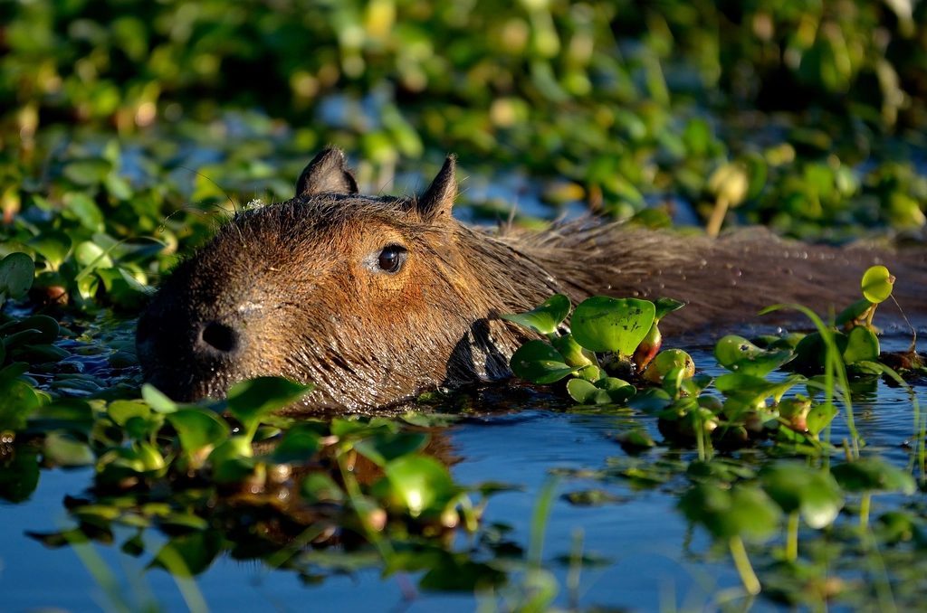 What Rainforest Animal Reflects Your Zodiac Sign's Social Style
