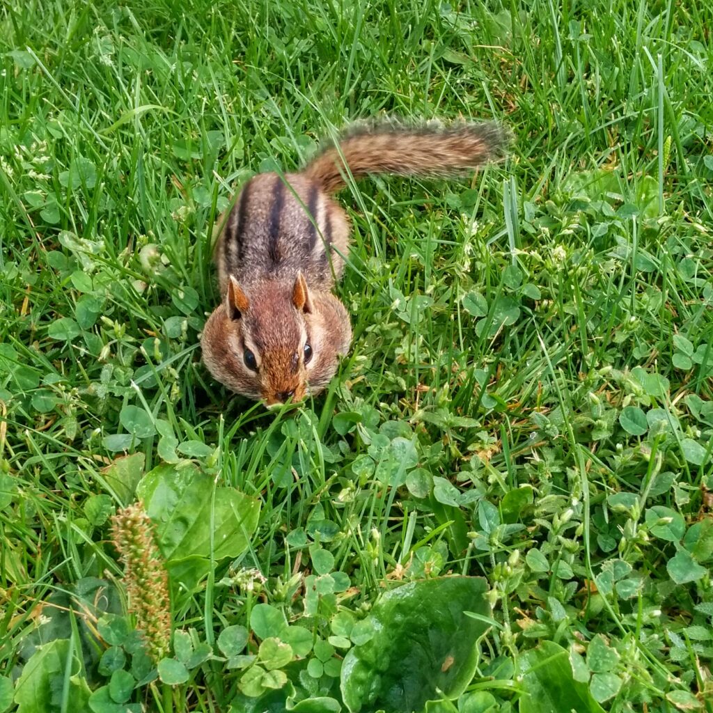 What It Means When a Chipmunk Fills Its Cheeks and Disappears Underground for Hours