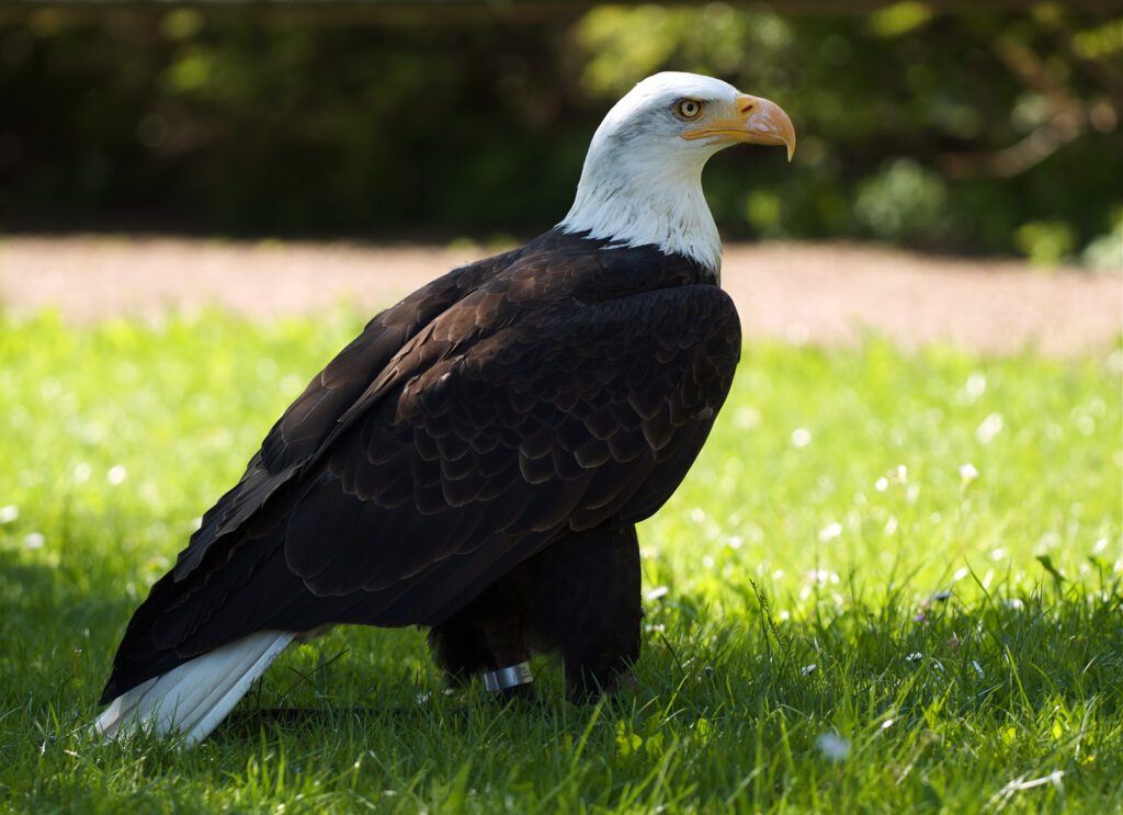 8 US Species That Came Back From the Edge of Extinction
