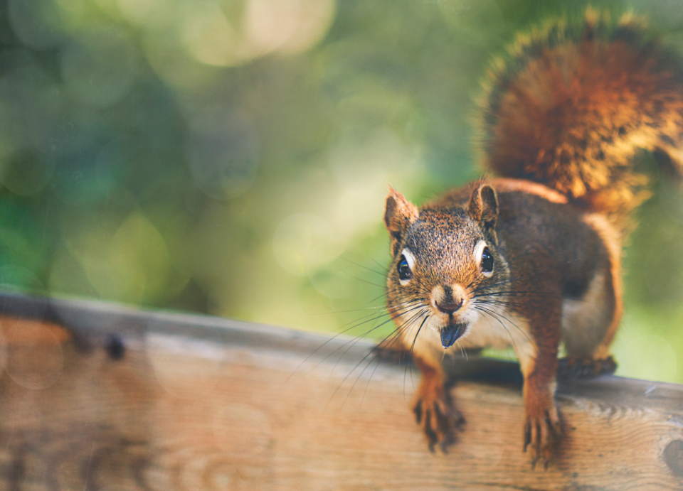 What It Means When a Squirrel Flicks Its Tail While Staring Directly at You