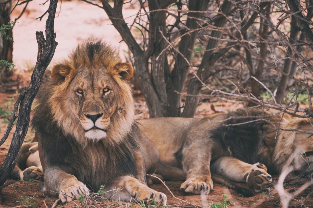 8 African Predators That Hunt in Ways Lions Cannot