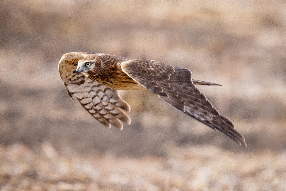 What Bird of Prey Are You According to Your Zodiac Sign