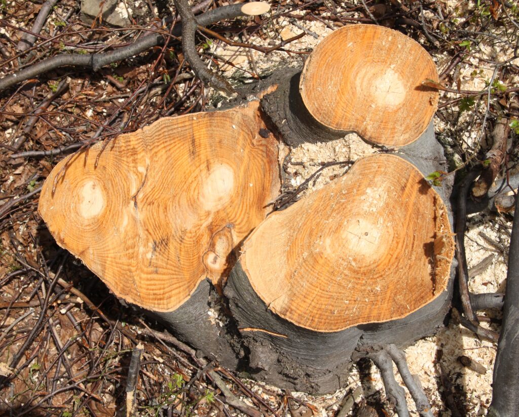 13 Things Trees Record About Weather That No Instrument Captured