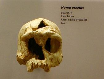 Which Old Ideas About Human Origins Hold Up 14 Findings Researchers Kept