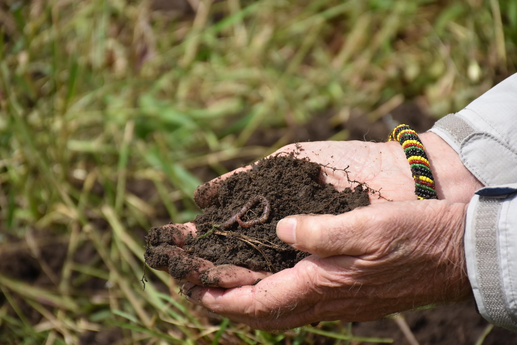 13 Signs Soil Is Doing Better Than It Looks