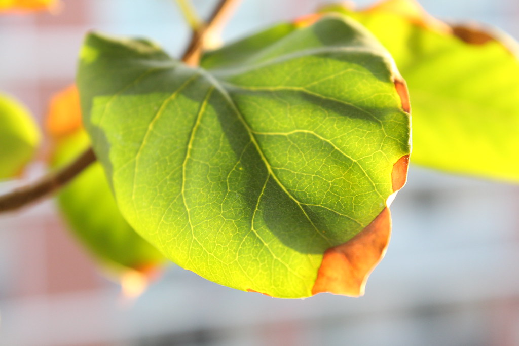 Could Leaf Colour Signal a Soil Problem 11 Readings to Check