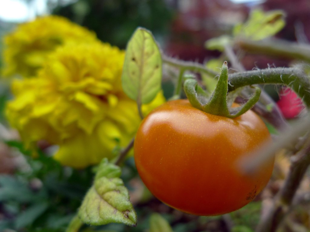 14 Old Companion Planting Rules That Turned Out to Work