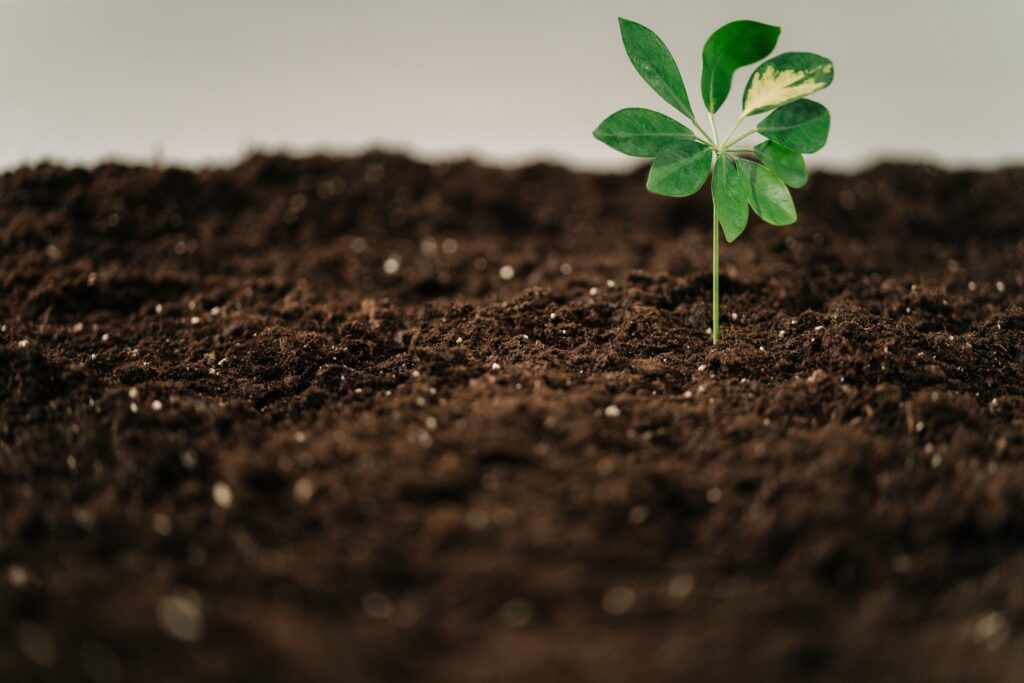 14 Things in Garden Soil That Quietly Decide What Will Grow