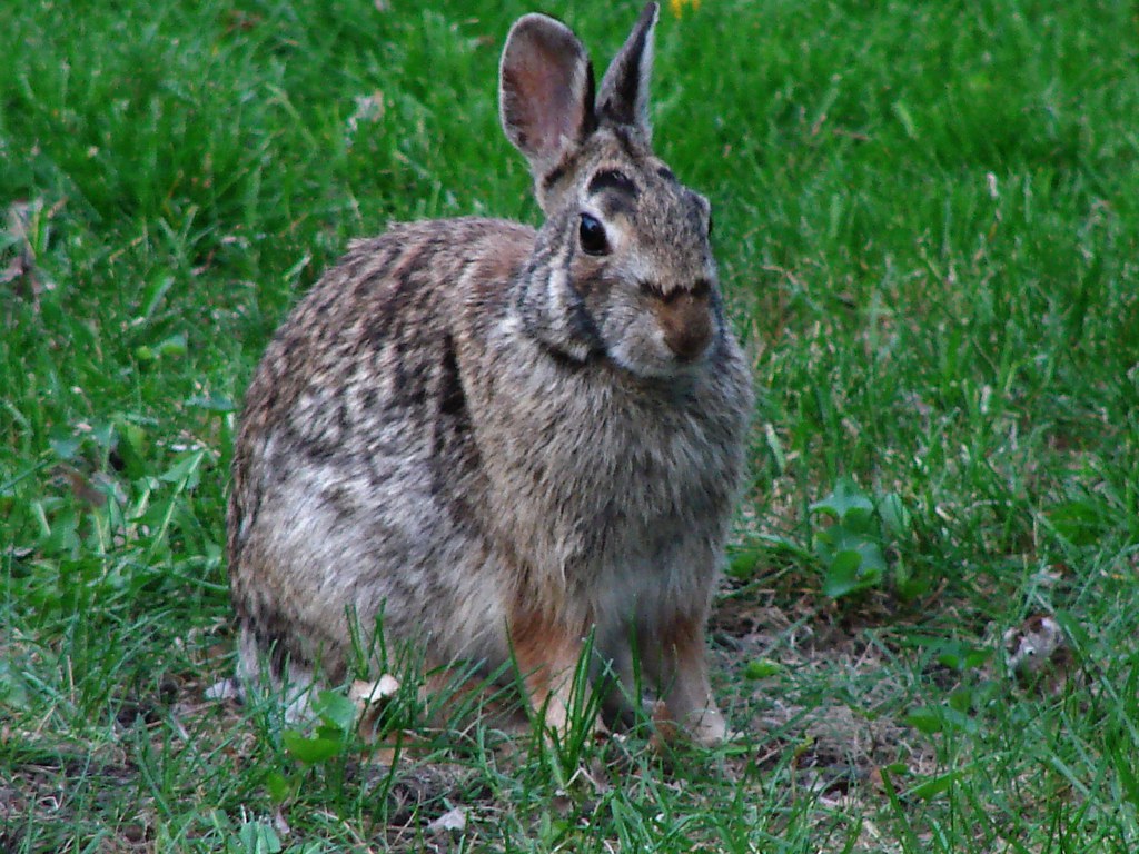 What It Means When a Rabbit Thumps Repeatedly in Your Backyard