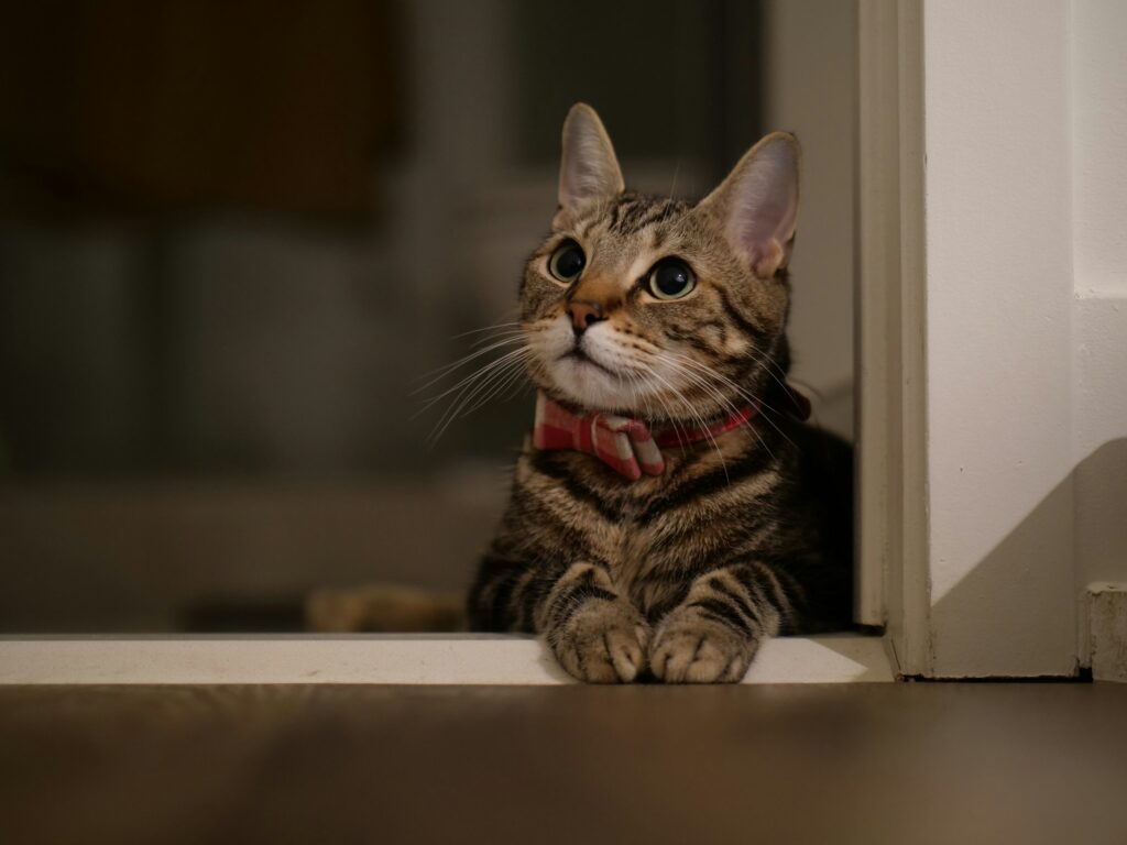 Animal Cognition Says Cats Track Where Their Owners Are by Listening From Another Room