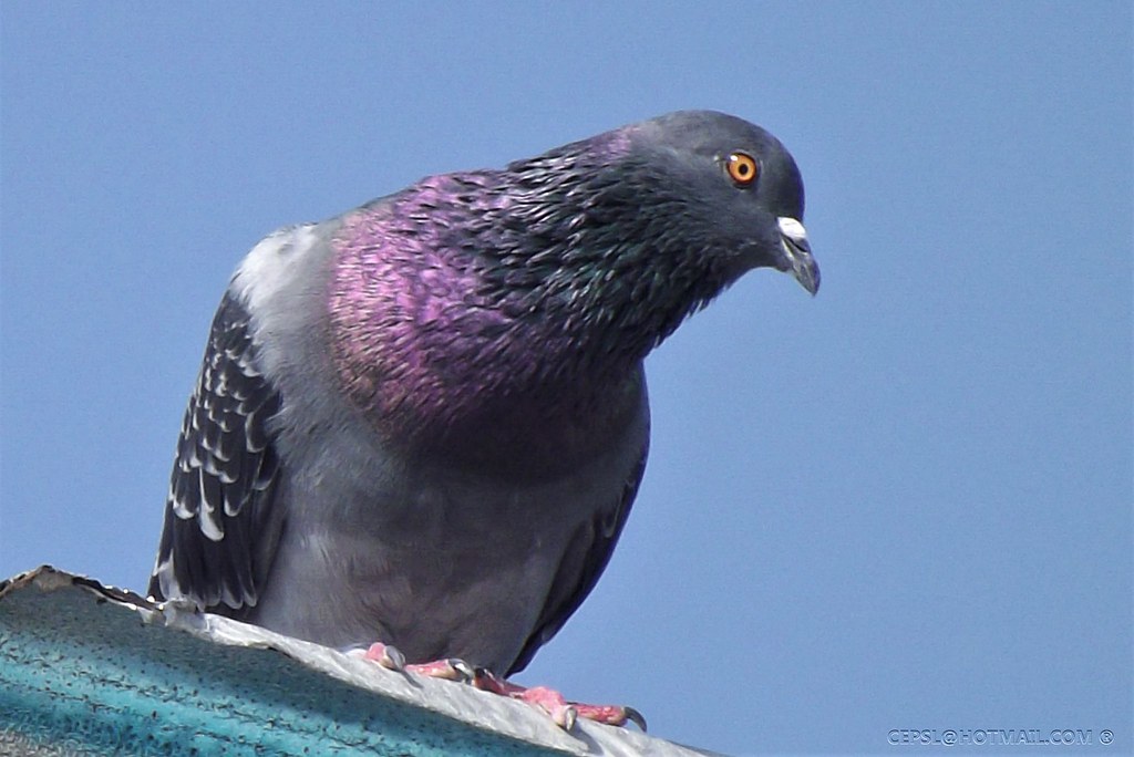 Animal Cognition Says Pigeons Can Sort Hundreds of Images Into Meaningful Categories
