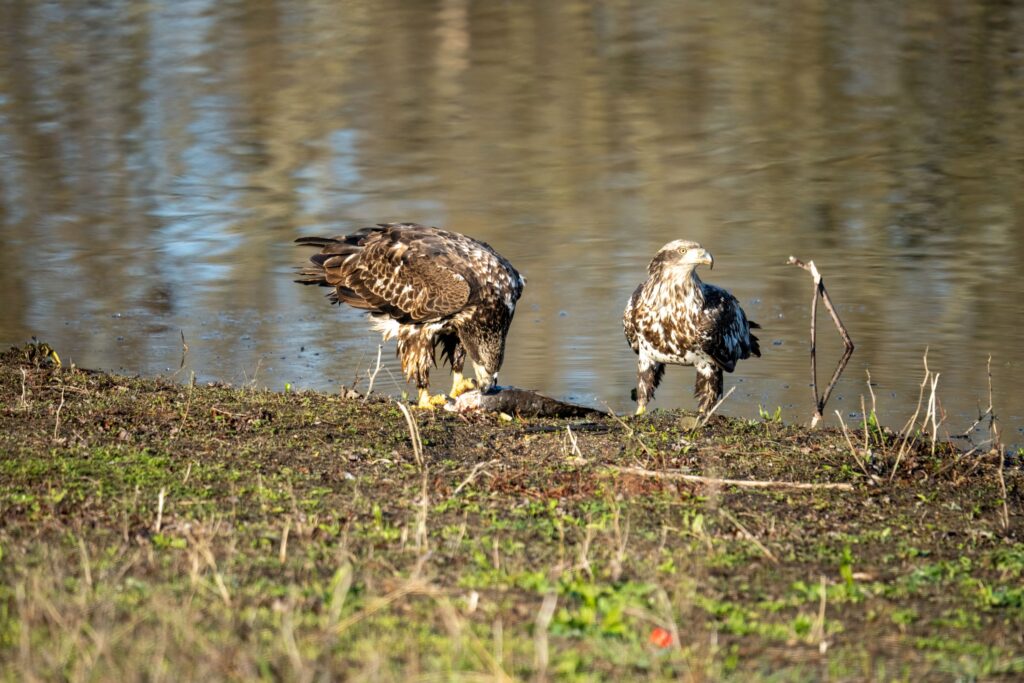7 Reasons Bald Eagles Are Thriving Again Along the Chesapeake Bay