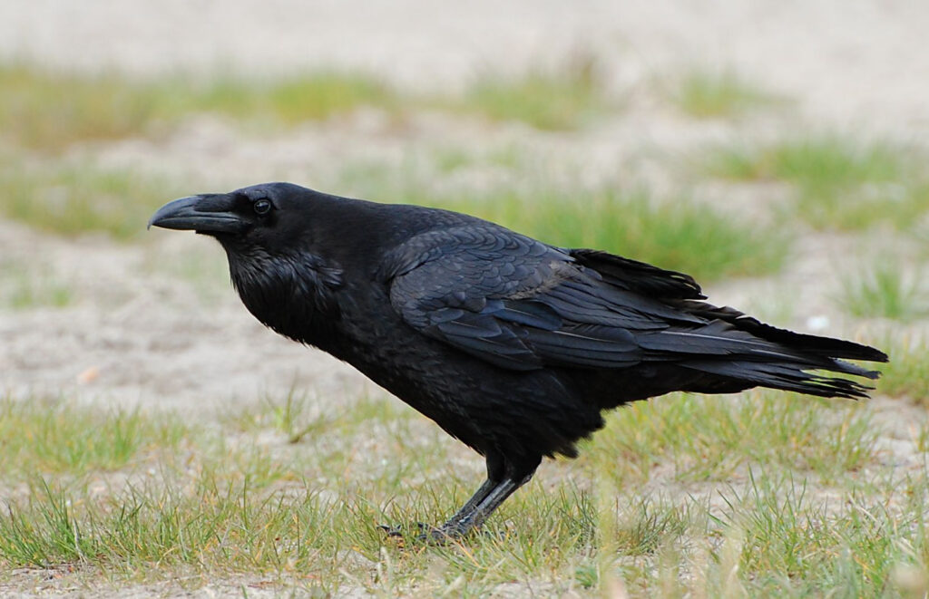 Animal Cognition Says Ravens Can Save Useful Tools for Problems They Expect to Face Later