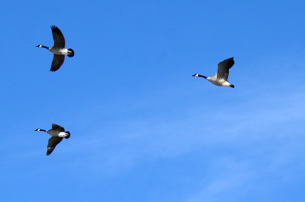 What It Means When Geese Circle a Field but Refuse to Land