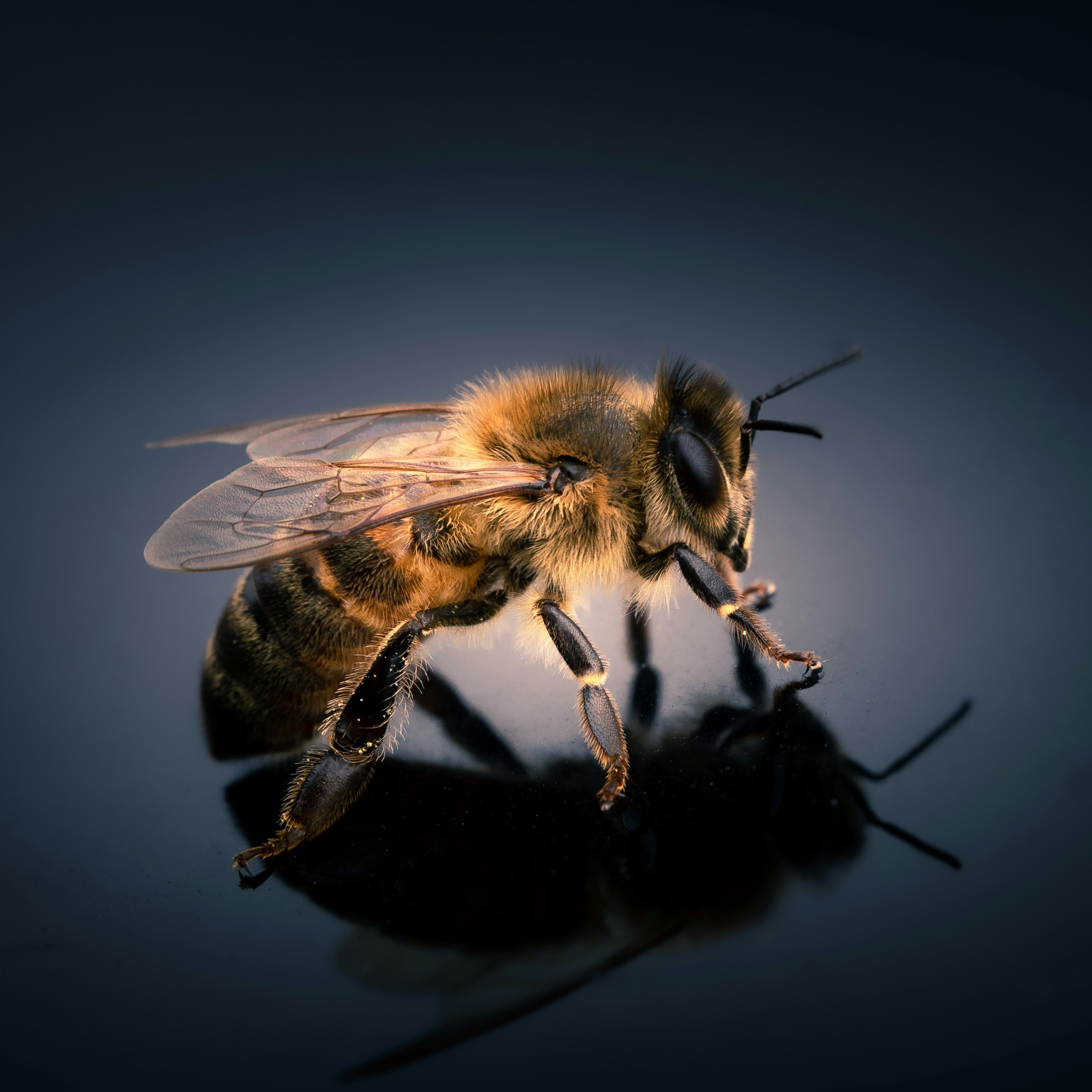 Animal Science Says Honeybees Share Direction and Distance Through a Dance Built Around the Sun