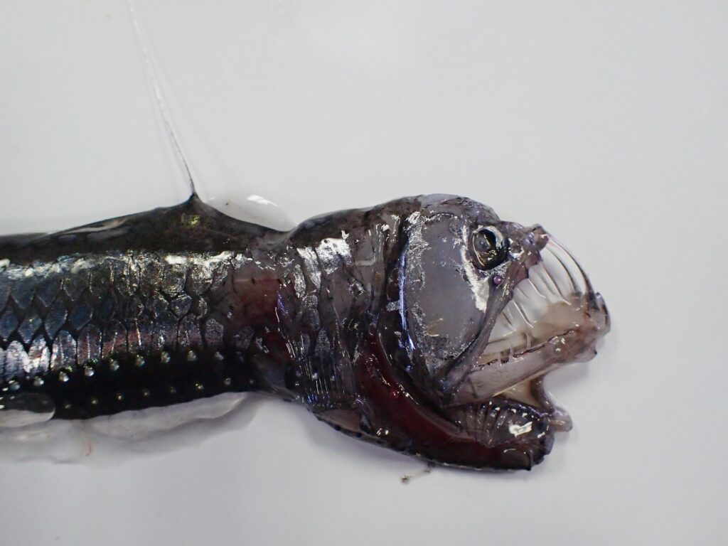 9 Deep-Sea Animals With Mouths That Make Sense Only Where Food Is Rare