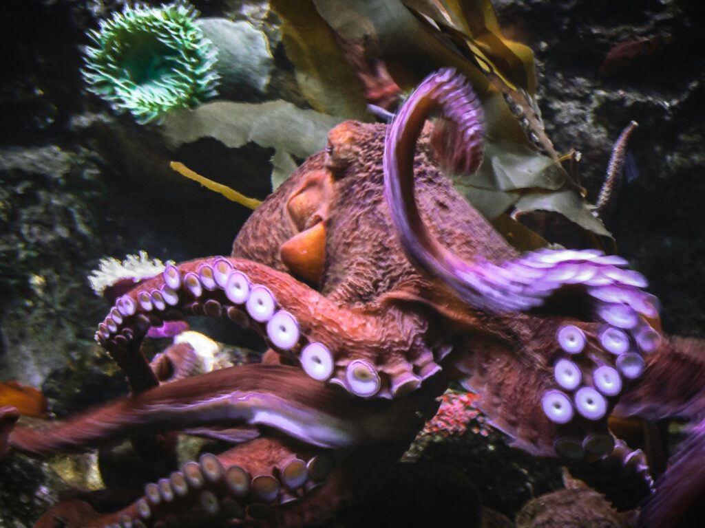 Animal Science Says Octopuses Explore New Objects With Their Arms Before Relying on Vision
