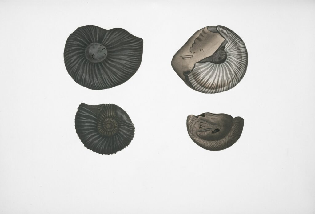 12 Species Known From One Illustration and a Written Description