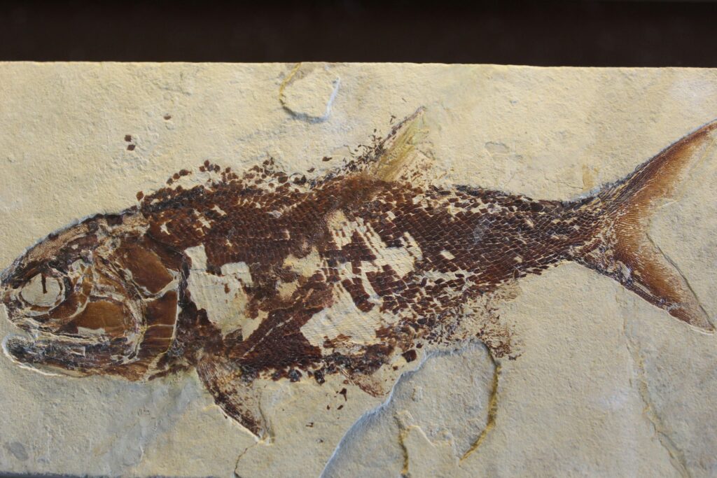 14 Species Known Only From Remains Found Inside Something Else