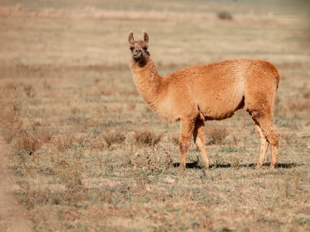 12 Animals Whose Range Makes No Sense on Any Map
